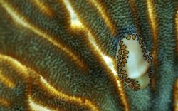 Flamingo Tongue.
I love this picture because of the natu... by Maarten Slokker 